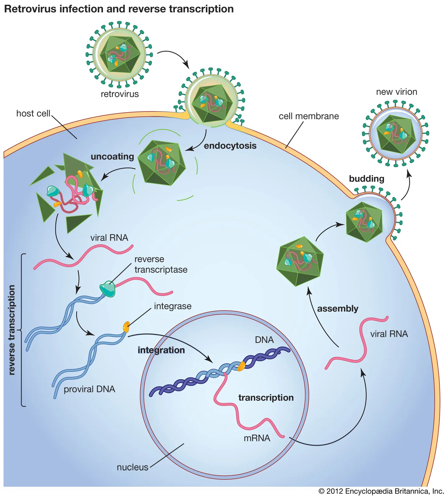 Ultimate Power: Synthetic Pathogens & Designer Genetic Bioweapons