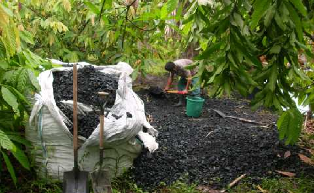 Bio-Hacking Eden: Casuarina, Sargassum, and Agri-Charcoal