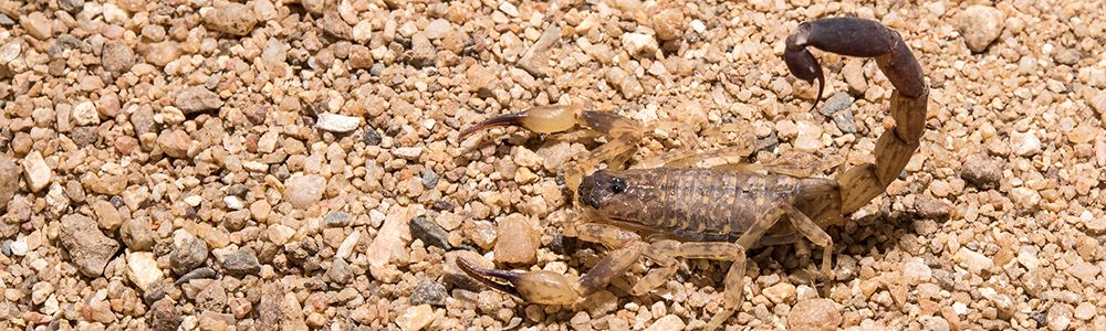 Scorpions Under Rocks: Unmasking Highly Skilled Narcissists